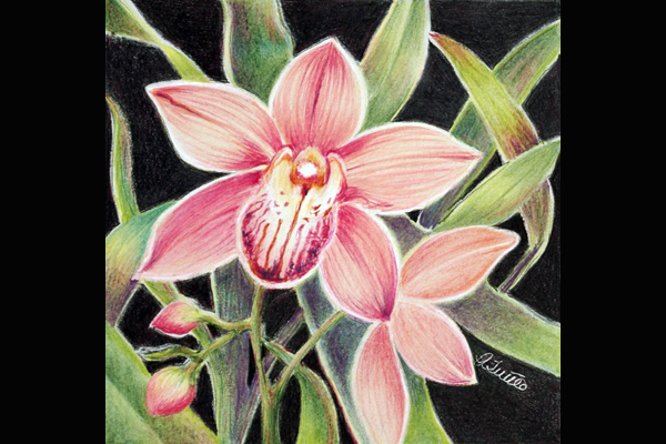 Tuttle Mango Orchid, Sea Grape Gallery