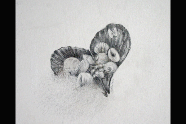 Anne Tuttle, Pen Shell Heart, Silverpoint, Sea Grape Gallery