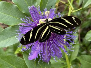 Cheryl, McClure, Zebra Longwing, Award, Sea Grape Gallery